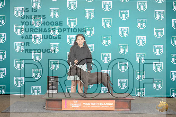 American Bully #221 Sat BM BOW Judge Alan Krenek__JP_1704_Longview WA_2024_HR3