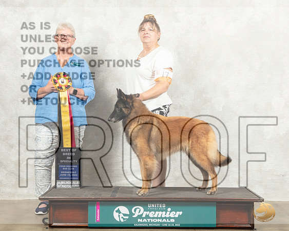 Belgian Shepherd Dog #77 Wed BOB Judge Alleyene Dickens_MMJ_6867_Premier_2022_HR3