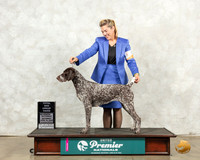 German Shorthaired Pointer #678 Sat TDG3 Judge Diana Brumbaugh