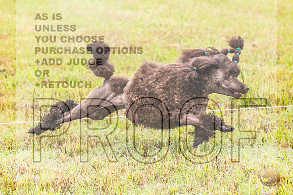 Poodle Std Misty Sat 3_JJL_1073_BatesvilleMS_2024_HR3