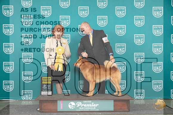 Finnish Spitz #312 Sun G4 Judge Sharon Griffin__JP_3180_Premier_2024_HR3