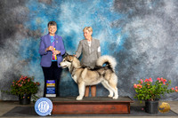 Alaskan Malamute #6 Sun BOB Judge Christine Martinez