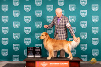Golden Retriever #178 Sat COCGCHTD Judge Kathryn Baxter