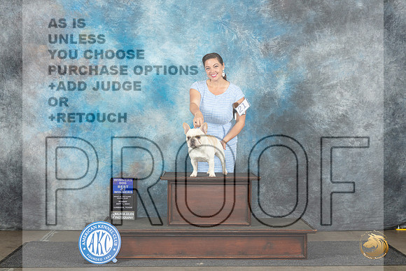 French Bulldog #21 Sun BOWWD Judge Dr Steve Keating__JP_3935_Lubbock_2024_HR3