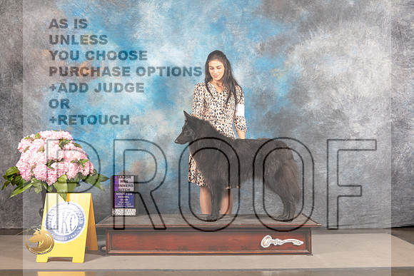 Belgian Sheepdog #18 THUR WB Major Judge John Wade_MJ_4120_Houston_2022_HR3