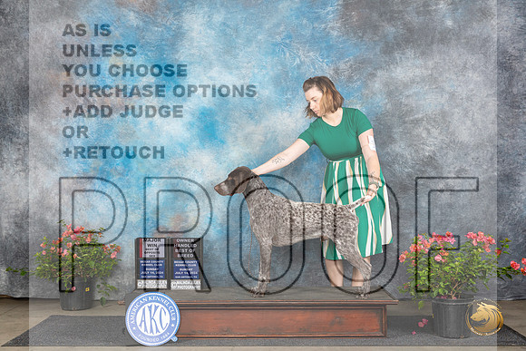 German Shorthaired Pointer #11 Sun BOSOHBOBM Judge Elizabeth ‘Beth’ Sweigart__JP_5806_San Antonio_2024_HR3
