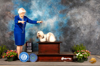 Havanese #12 Sun 1