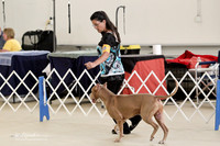 American Pit Bull Terrier Saturday Hutto June 2012