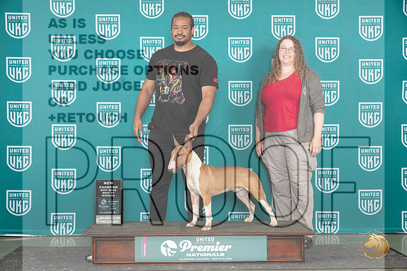 Bull Terrier #1414 Sat BOWCH Judge Carianna Glenn__JP_3284_Premier_2024_HR3