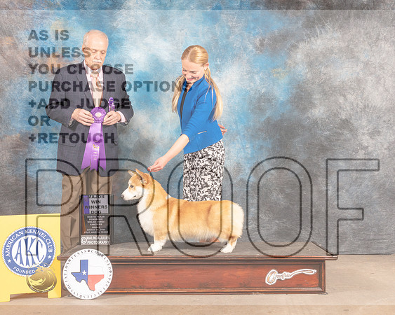 Pembroke Welsh Corgi #11 Fri WD Judge David Guempel-MMJ_7607-FW2022-HR3