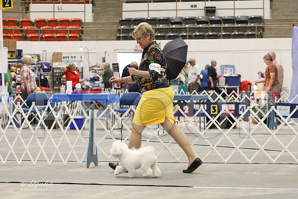 Bichon-0758LR