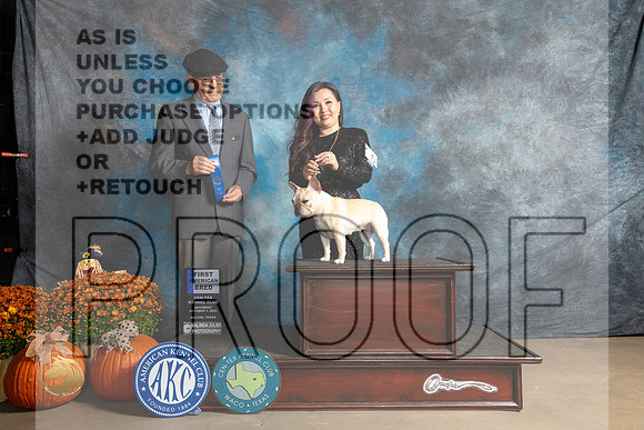 French Bulldog #6 Sat Am1 Judge Dr Daniel Dowling_MJ_5670_Belton_2022_HR3
