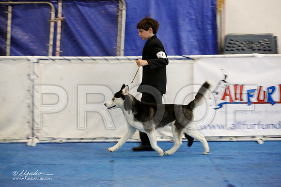 _M3_8410-AddisonHuskyMar2015-HR3