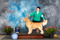 Golden Retriever #23 Sun WDM Judge Paul F Willhauck