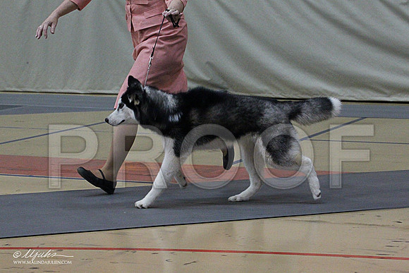 Husky-1367