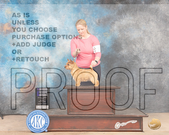Norwich Terrier #10 Sun WB Judge Mary Carberry-MMJ_4499-Abilene2022-HR3