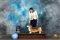 Pembroke Welsh Corgi #17 Sun BOSGCH Judge Sharon Newcomb