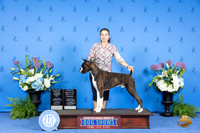 Boxer #37 THUR WD BOW M BOBOH Judge Annella Cooper