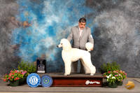 Poodle Std #21 Sat BOWWD Judge Darryl Vice