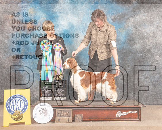 Welsh Springer Spaniel #38 Fri AOM Judge Peggy Beisel McIlwainer-MMJ_7833-FW2022-HR3
