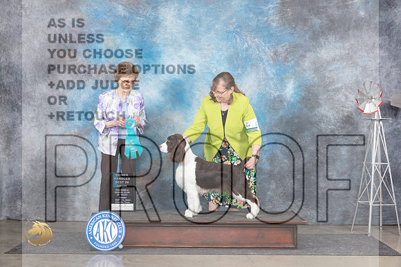 English Springer Spaniel #6 Fri OHBIS Judge Pat Trotter__JP_5648_Amarillo_2024_HR3