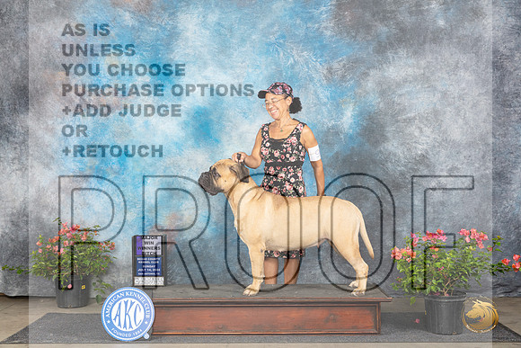 Bullmastiff #6 Sun WBM Judge Karen McFarlane__JP_6062_San Antonio_2024_HR3