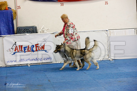 _M3_1646-AddisonHuskyMar2015-HR3