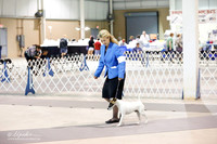 Fox Terrier Smooth Thurs Ring