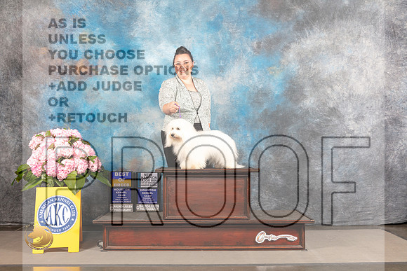 Coton de Tulear #6 THUR WB BOW BOB NCH Major Judge Joe Walton_MJ_3805_Houston_2022_HR3