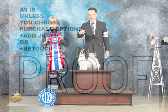 Papillon #8 Sun BIS Judge Debra Thornton_MJ_5208_Amarillo_2022_HR3