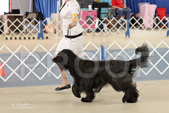 Briard-2696LR