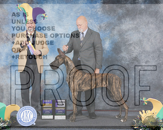 Great Dane #12 Sat WB BOB Judge Eric LiebesGreat Dane #12 Sat WB BOB Judge Eric Liebes_WP_2329e-Alexandria 2025-HR3