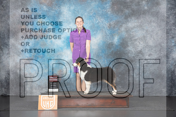Australian Shepherd # Sat BOBG2 Judge Nancy Gallant__JP_1210_UKCLNGVIEWOCT2024_2024_HR3