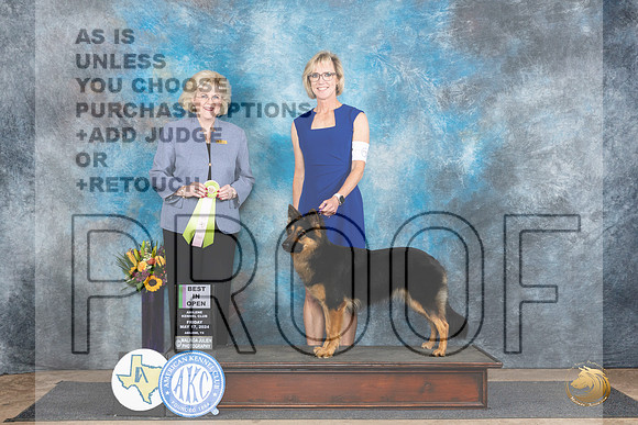 Bohemain Shepherd #6 Fri OBIS Judge Vicki Abbott__JP_9290_Abilene_2024_HR3