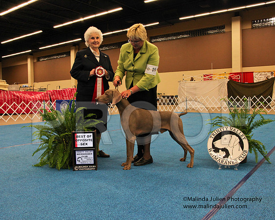 Weim-9317