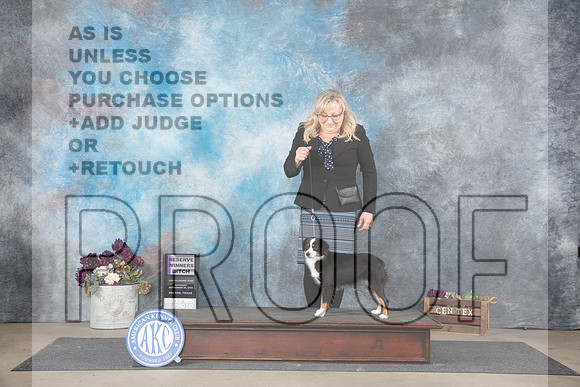 Miniature American Shepherd #8 Sat RWB Judge Del Richards__JP_7005_Belton_2024_HR3