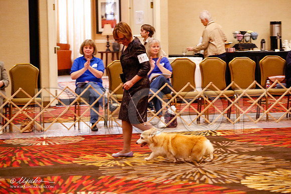 _JJ_9085-HstnCorgiFeb2015-HR3