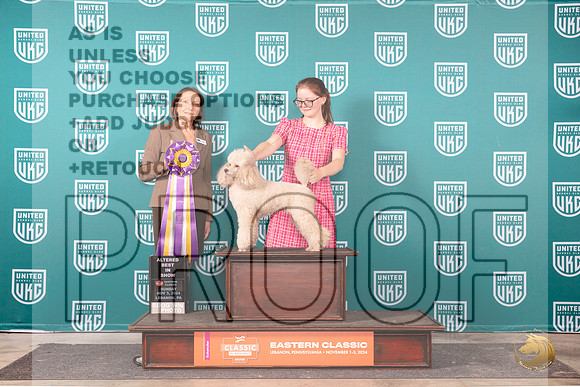 Poodle Miniature #234 Sun ABIS Judge Tina Camp__JP_2542_UKCEastern_2024_HR3