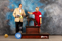 Italian Greyhound #35 WED BISweeps Judge Scott Keneda