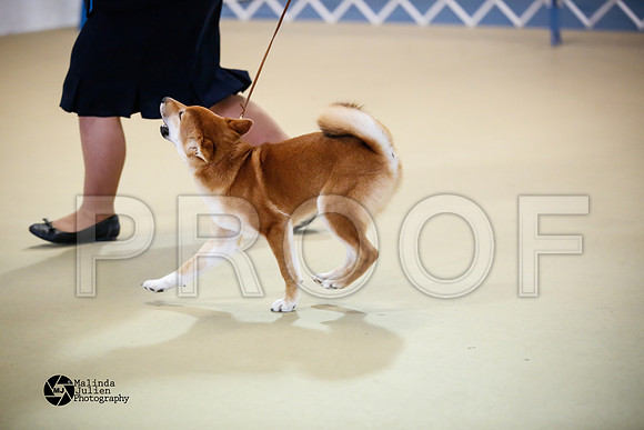shib-9114-HtoJan14-HR