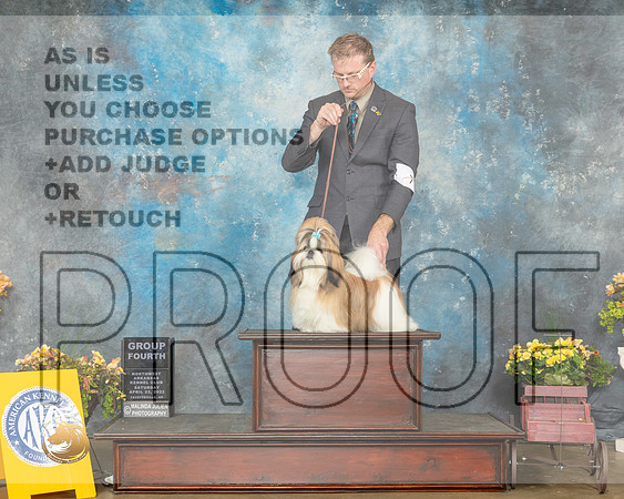 Shih Tzu #7 Sat G4 Judge Jim Fehring-MMJ_0789-NWARK2022-HR3