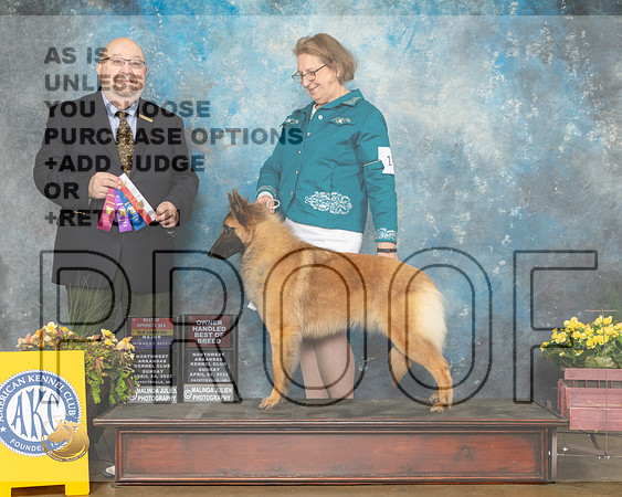 Belgian Tervuren #10 Sun BOSOHBOB Judge Ray Filburn-MMJ_1418-NWARK2022-HR3