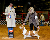 Basset Hound #12 Sun BOS +A1