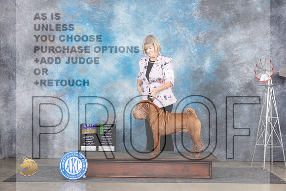 Chinese Shar Pei #5 Thur BOBOHG2 Judge Pat Trotter r__JP_5349_Amarillo_2024_HR3