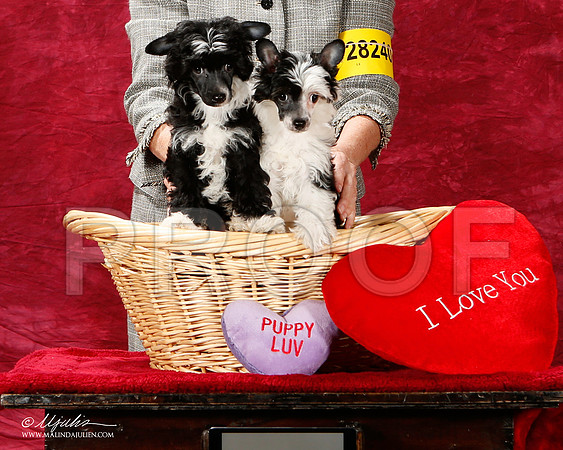 _ST_2543-2-BeltonJan2015IABCA-HR3
