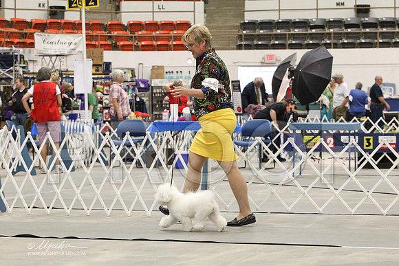 Bichon-0761LR