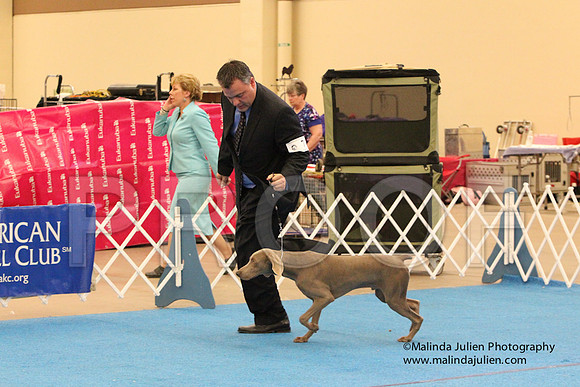 Weim-9995
