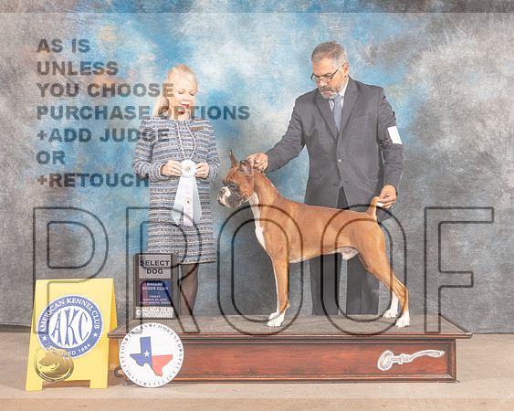 Boxer #11 Fri SD Judge Vicky Seller Cushman-MMJ_7139-FW2022-HR3