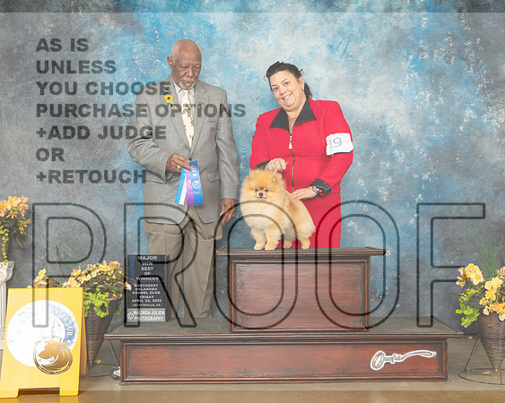 Pomeranian #19 Fri WDBOW Judge Eugene Blake-MMJ_9613-NWARK2022-HR3