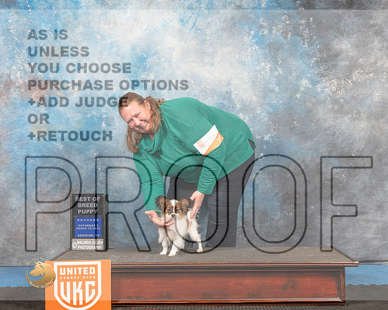 Papillon#? Sat2 BPup Judge David Arthur_MMJ_6450_Addison2022_HR3